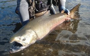 TEMPORADA DEL SALMON CHINOOK EN LA ARAUCANIA