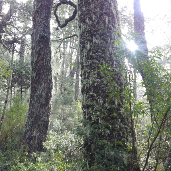 Trekking Parque Nacional Nahuelbuta